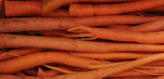山梨県市川三郷町大塚地区の大塚にんじん 3kg B級品 カット野菜 人参